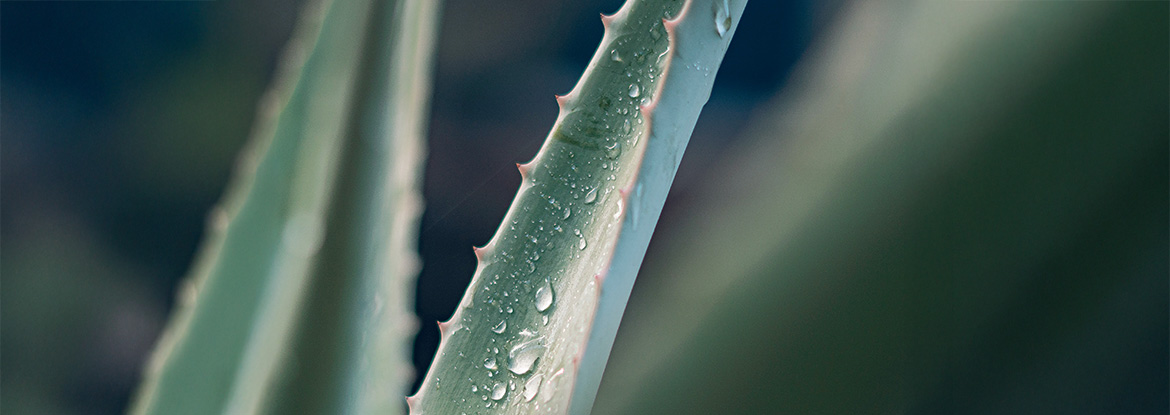 Nahaufnahme einer Aloe Pflanze mit Wassertropfen